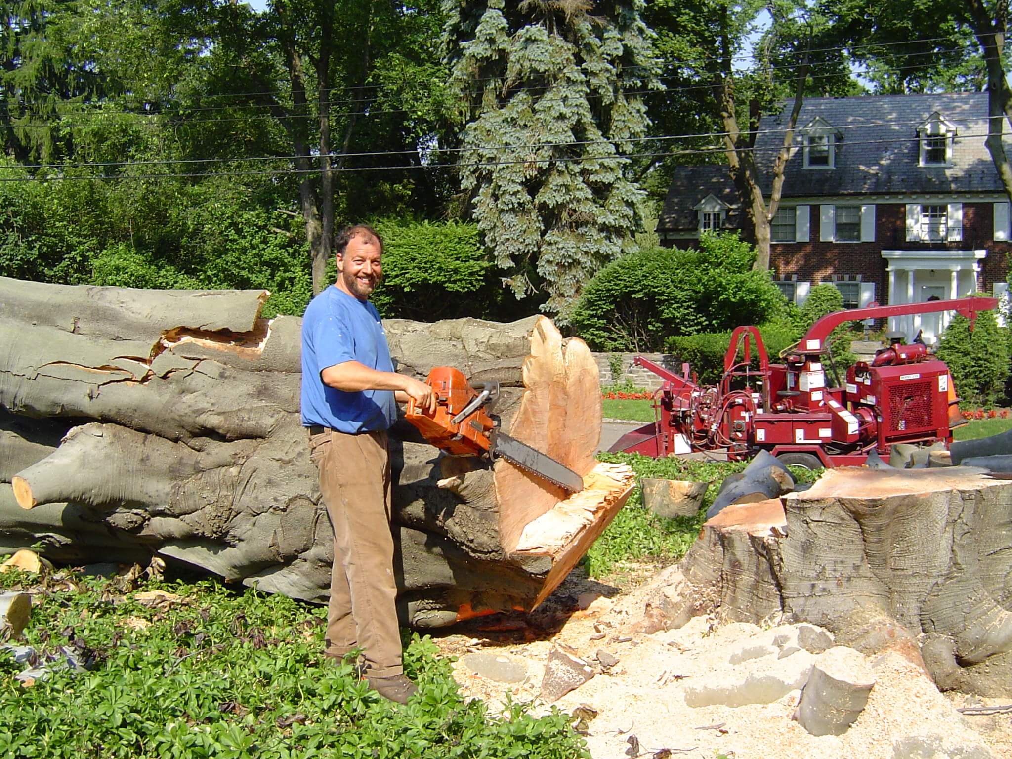 Tree removal in progress