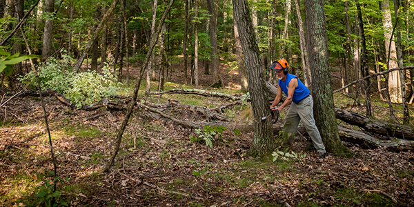 Land clearing