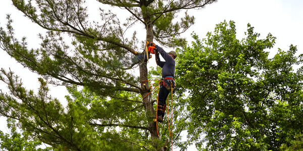 Tree pruning