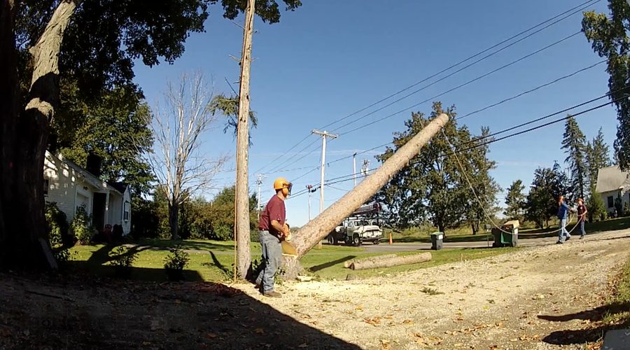 Tree felling in action